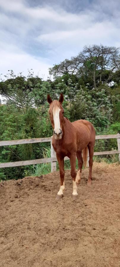 Refugio Horse Villa Santo Antonio do Pinhal Exterior photo