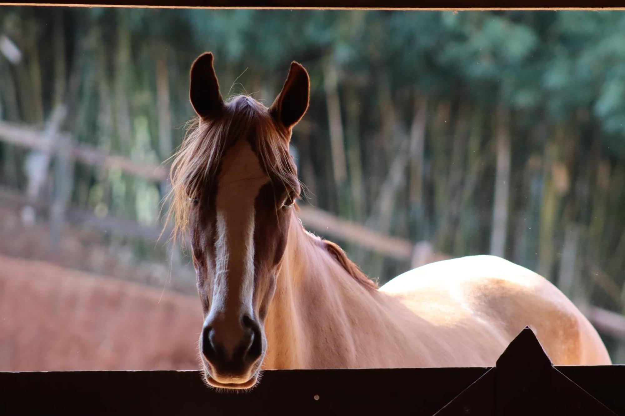 Refugio Horse Villa Santo Antonio do Pinhal Room photo