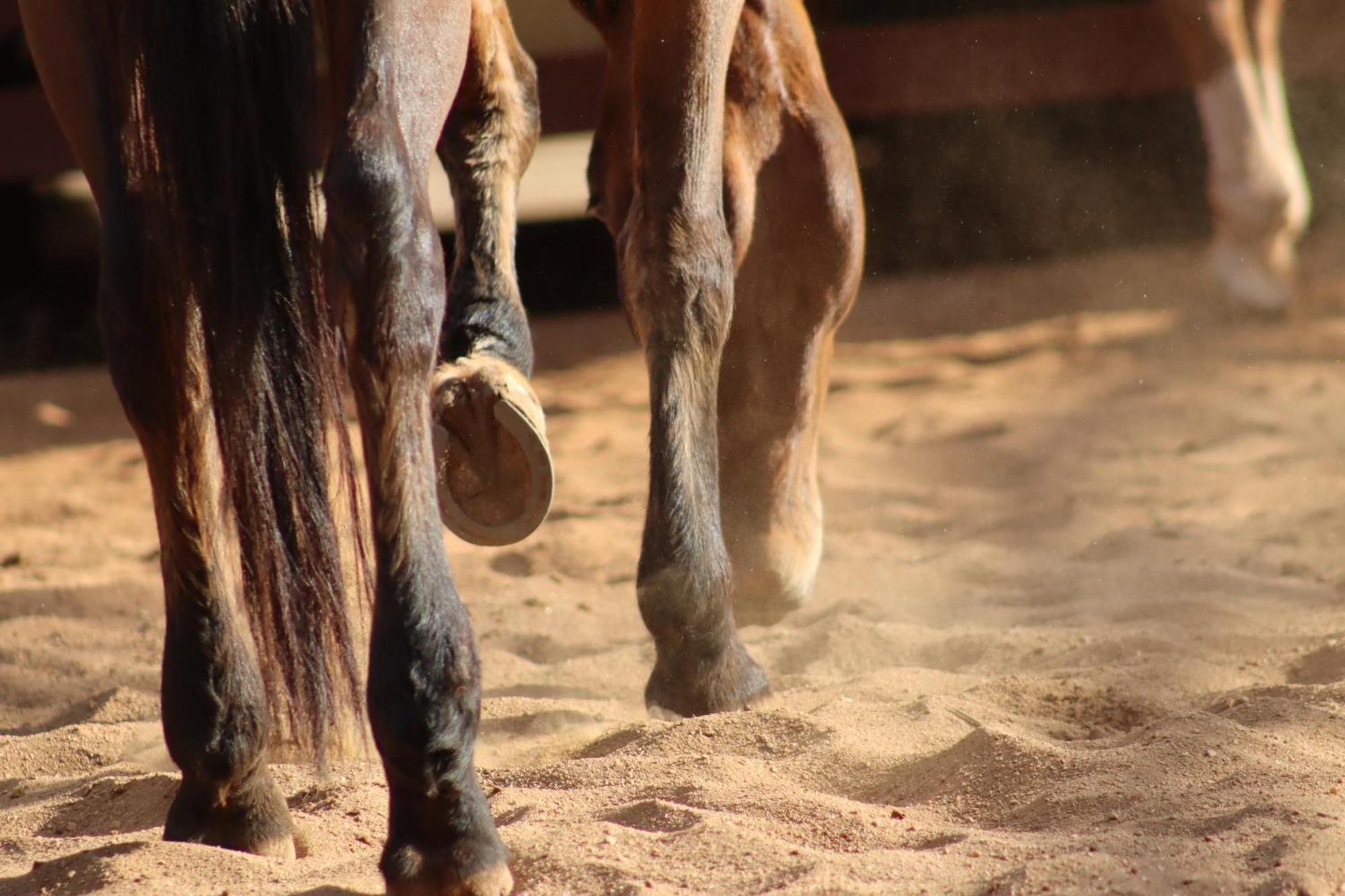 Refugio Horse Villa Santo Antonio do Pinhal Room photo